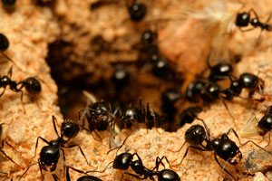 Disinfestazione delle formiche