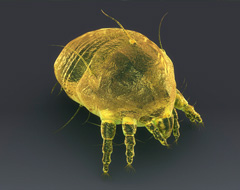 Acaro della scabbia