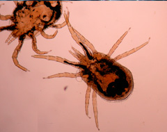Dermanyssus Gallinae
