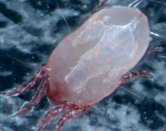 Dermatophagoides Farinae