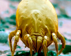 Acaro della polvere