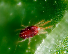 Tetranychus Urticae