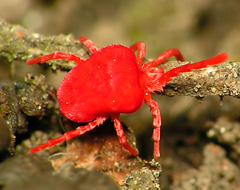 Trombidium Holosericeum