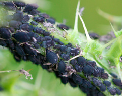 Aphis Fabae Aphis Fabae