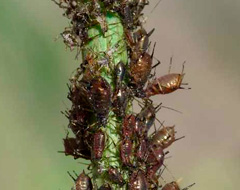 Cedrobium Laportei Cedrobium Laportei