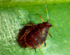 Toxoptera Aurantii