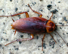 Periplaneta Americana