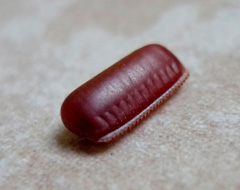 Uova Blatta Americana