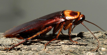 Periplaneta Americana