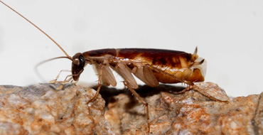 Supella Longipalpa