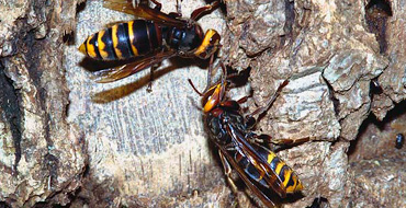 Vespa Crabro Flavofasciata