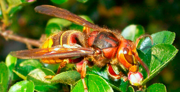 Vespa Crabro Germana