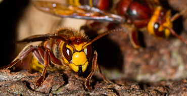 Vespa Crabro