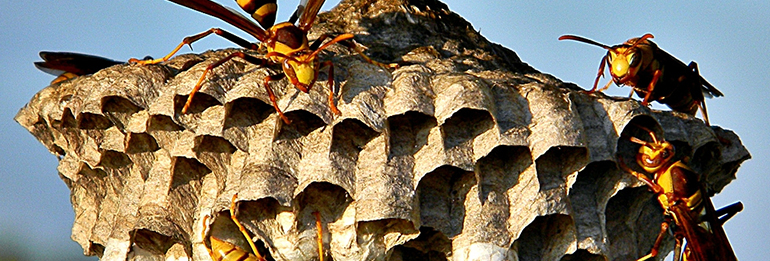 Disinfestazione dalle vespe Disinfestazione dalle Vespe