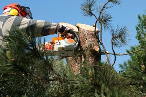 Potatura degli alberi ad alto fusto