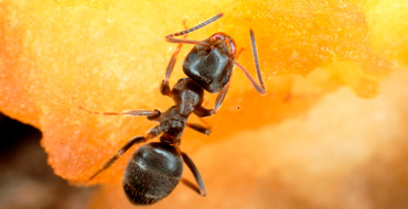 Lasius Niger