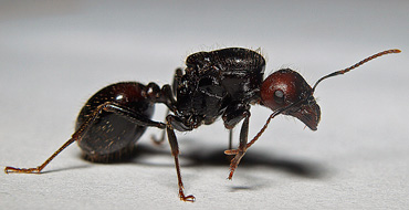 Messor Barbarus