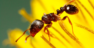 Tetramorium Caespitum