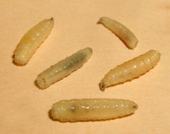 Larva mosca