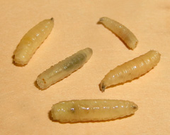 Larva mosca Larva mosca