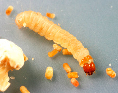 Larva tarma del cibo