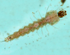 Larva zanzara