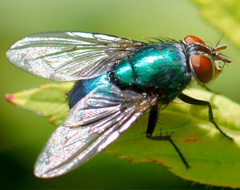 Calliphoridae Calliphoridae