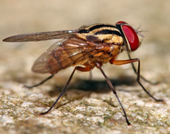 Muscidae Muscidae