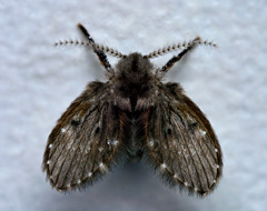 Psychodidae Psychodidae