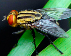 Sarcophagidae Sarcophagidae