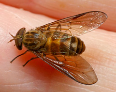 Tabanidae Tabanidae