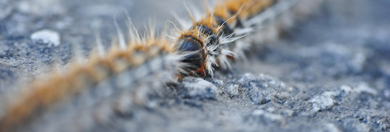 Disinfestazione processionaria del pino Disinfestazione Processionaria del Pino