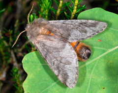 Processionaria adulta Processionaria adulta