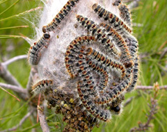 Processionaria del pino Processionaria del pino