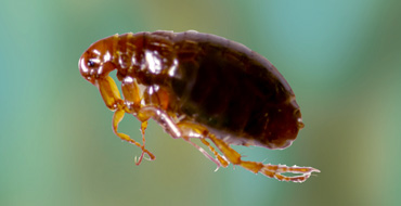 Ctenocephalides Canis