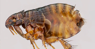 Ctenocephalides Felis