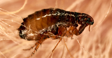 Poultry Fleas