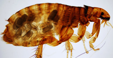 Pulex Irritans