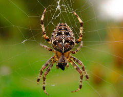 Araneus Diadematus Araneus Diadematus
