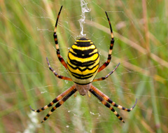 Argiope Bruennichi Argiope Bruennichi