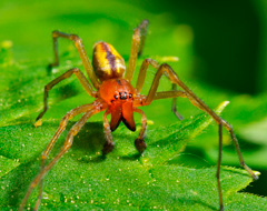 Cheiracanthium Punctorium Cheiracanthium Punctorium
