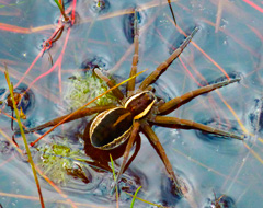 Dolomedes Fimbriatus Dolomedes Fimbriatus