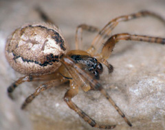Zygiella Zygiella