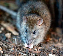 Derattizzazione Rattus Norvegicus