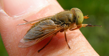 Atylotus Atylotus