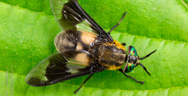 Chrysops Chrysops