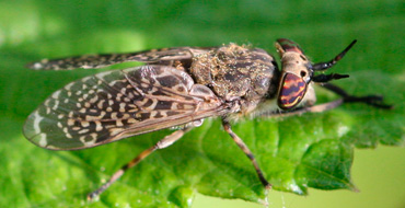 Haematopota Pluvialis