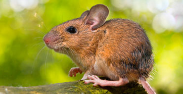 Apodemus Sylvaticus