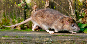 Rattus Norvegicus