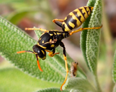 Polistes Gallicus Polistes Gallicus